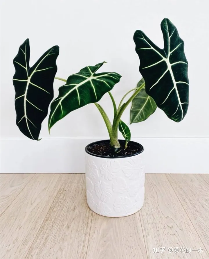 5种“贵族花”，连叶片都美爆了，随便拍张照片，就是一幅名画（贵族象征的花）