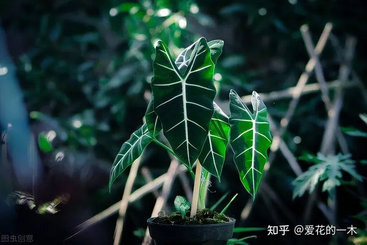 5种“贵族花”，连叶片都美爆了，随便拍张照片，就是一幅名画（贵族象征的花）