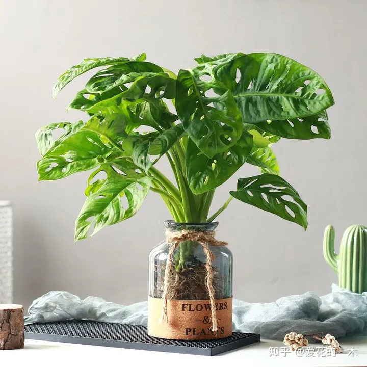 5种“贵族花”，连叶片都美爆了，随便拍张照片，就是一幅名画（贵族象征的花）