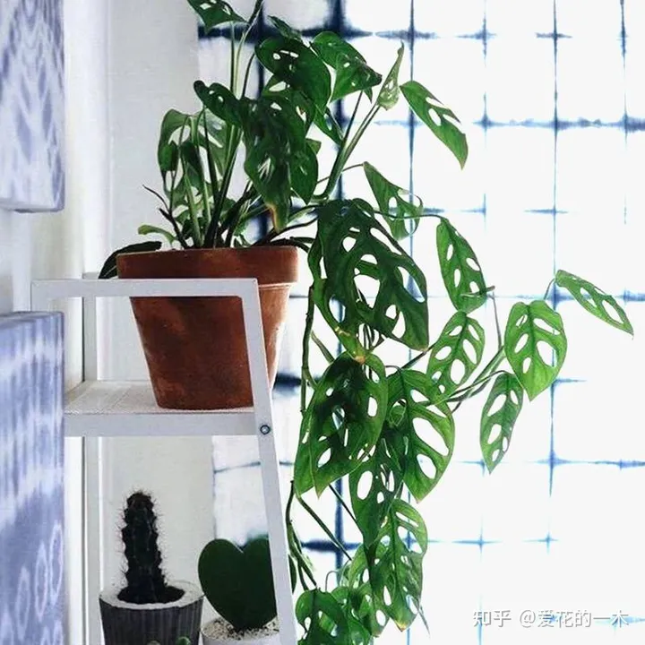 5种“贵族花”，连叶片都美爆了，随便拍张照片，就是一幅名画（贵族象征的花）