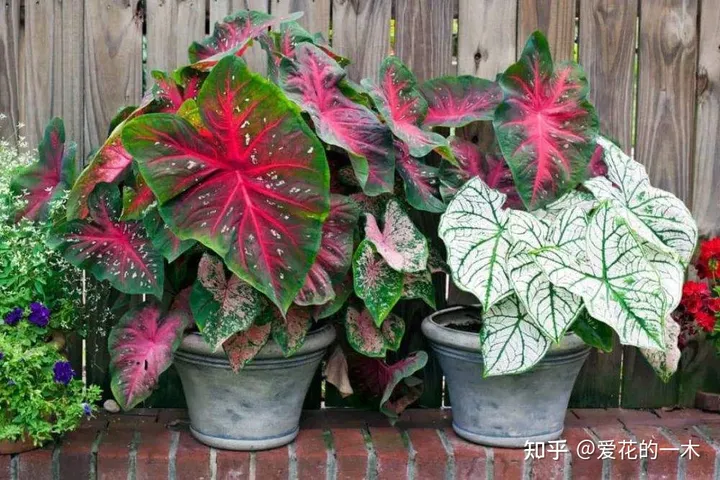 5种“贵族花”，连叶片都美爆了，随便拍张照片，就是一幅名画（贵族象征的花）