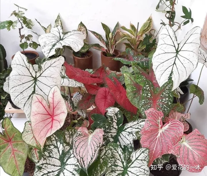 5种“贵族花”，连叶片都美爆了，随便拍张照片，就是一幅名画（贵族象征的花）