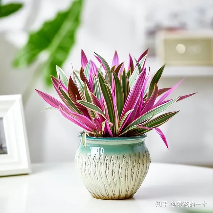 5种“贵族花”，连叶片都美爆了，随便拍张照片，就是一幅名画（贵族象征的花）