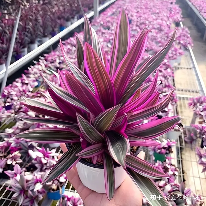 5种“贵族花”，连叶片都美爆了，随便拍张照片，就是一幅名画（贵族象征的花）