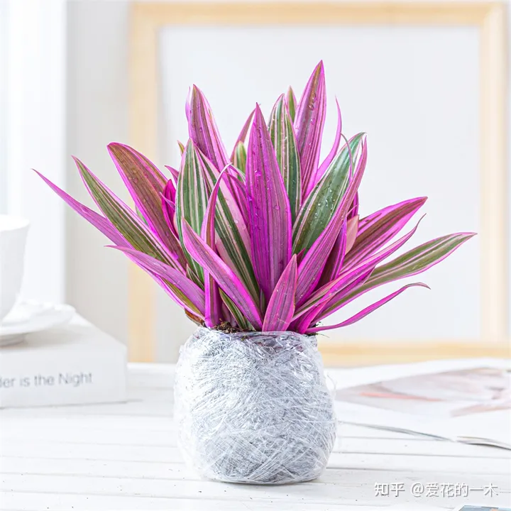 5种“贵族花”，连叶片都美爆了，随便拍张照片，就是一幅名画（贵族象征的花）