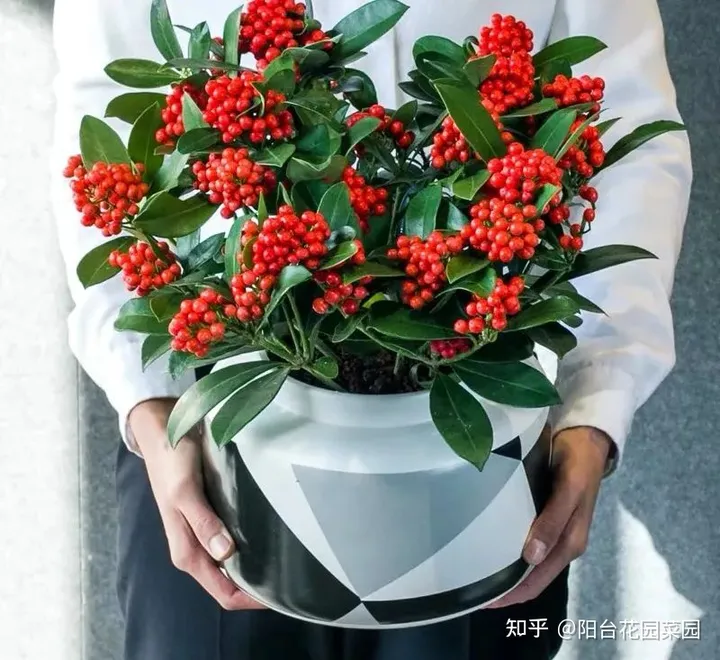 8种“贵族花”，实在太奢侈，动辄上千元，家里有矿才敢买（贵族服饰花纹）