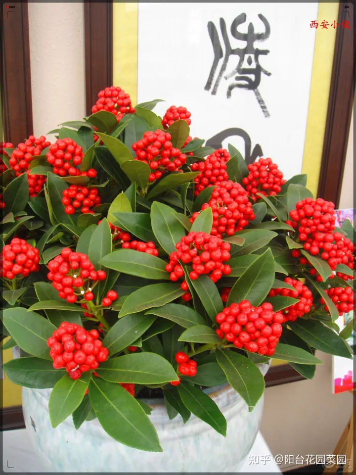 8种“贵族花”，实在太奢侈，动辄上千元，家里有矿才敢买（贵族服饰花纹）