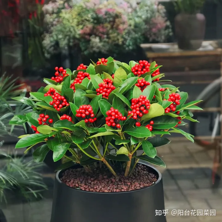 8种“贵族花”，实在太奢侈，动辄上千元，家里有矿才敢买（贵族服饰花纹）