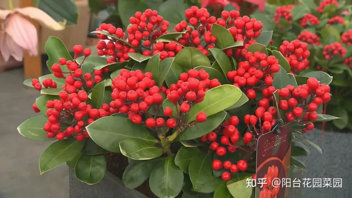 8种“贵族花”，实在太奢侈，动辄上千元，家里有矿才敢买（贵族服饰花纹）