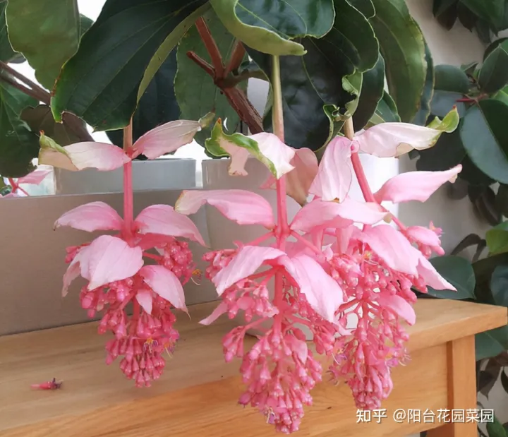 8种“贵族花”，实在太奢侈，动辄上千元，家里有矿才敢买（贵族服饰花纹）