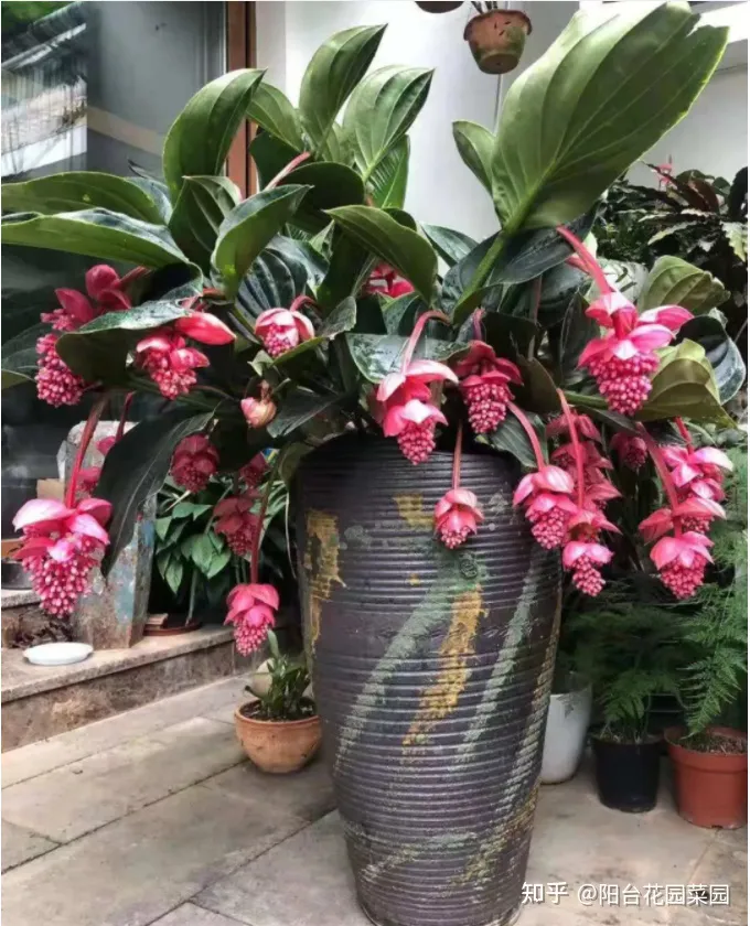 8种“贵族花”，实在太奢侈，动辄上千元，家里有矿才敢买（贵族服饰花纹）