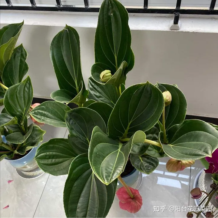 8种“贵族花”，实在太奢侈，动辄上千元，家里有矿才敢买（贵族服饰花纹）