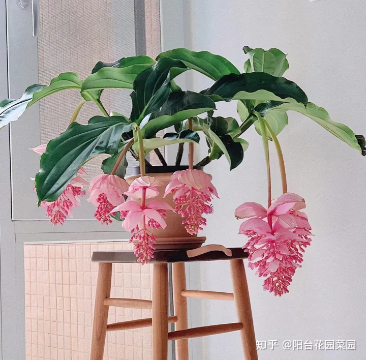 8种“贵族花”，实在太奢侈，动辄上千元，家里有矿才敢买（贵族服饰花纹）