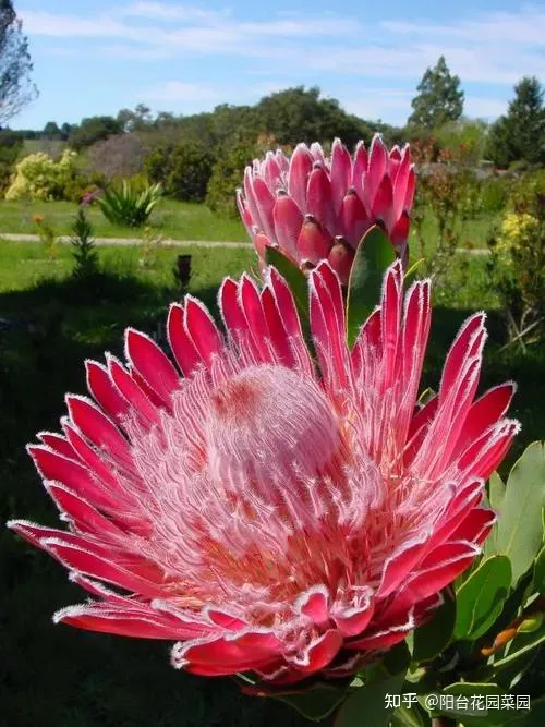 8种“贵族花”，实在太奢侈，动辄上千元，家里有矿才敢买（贵族服饰花纹）