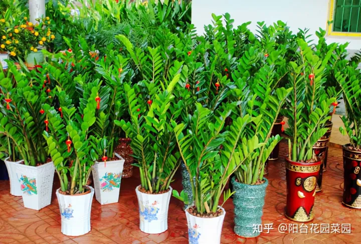 5种长寿花，天生“富贵命”，养它几十年，就是“传世宝”（名贵长寿花）