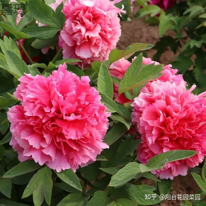 5种长寿花，天生“富贵命”，养它几十年，就是“传世宝”（名贵长寿花）