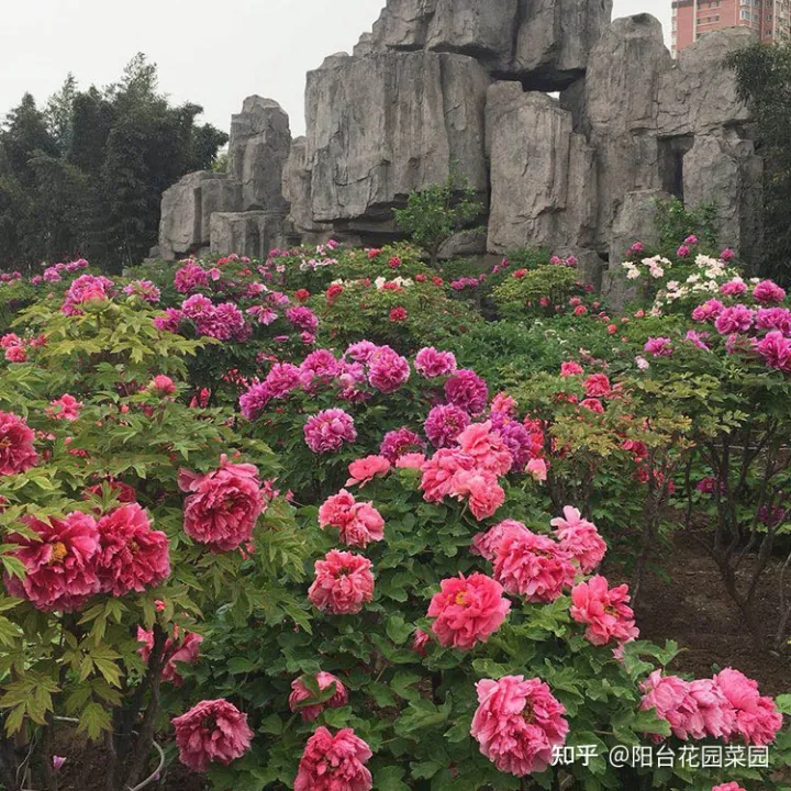 5种长寿花，天生“富贵命”，养它几十年，就是“传世宝”（名贵长寿花）