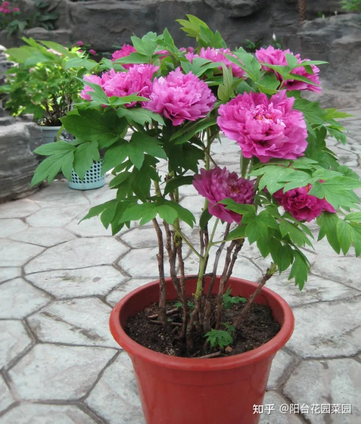 5种长寿花，天生“富贵命”，养它几十年，就是“传世宝”（名贵长寿花）