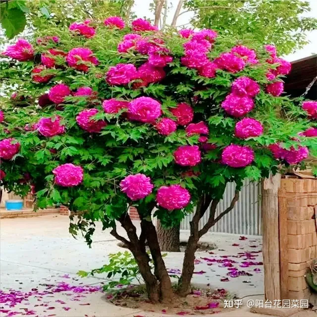 5种长寿花，天生“富贵命”，养它几十年，就是“传世宝”（名贵长寿花）