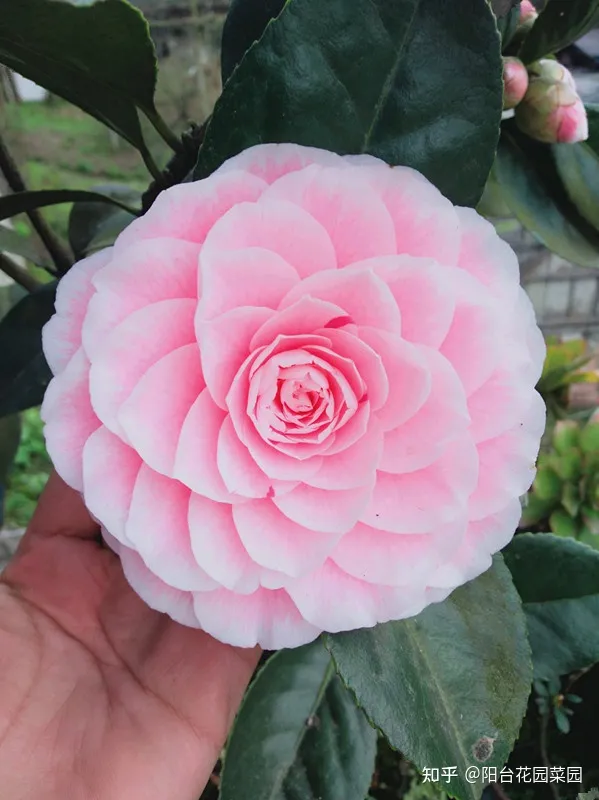 5种长寿花，天生“富贵命”，养它几十年，就是“传世宝”（名贵长寿花）