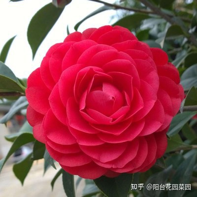 5种长寿花，天生“富贵命”，养它几十年，就是“传世宝”（名贵长寿花）