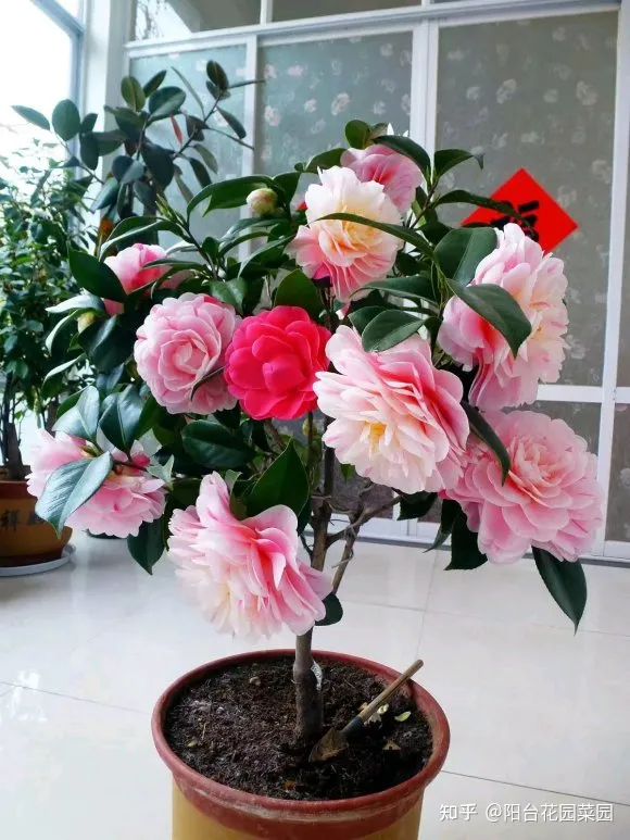 5种长寿花，天生“富贵命”，养它几十年，就是“传世宝”（名贵长寿花）