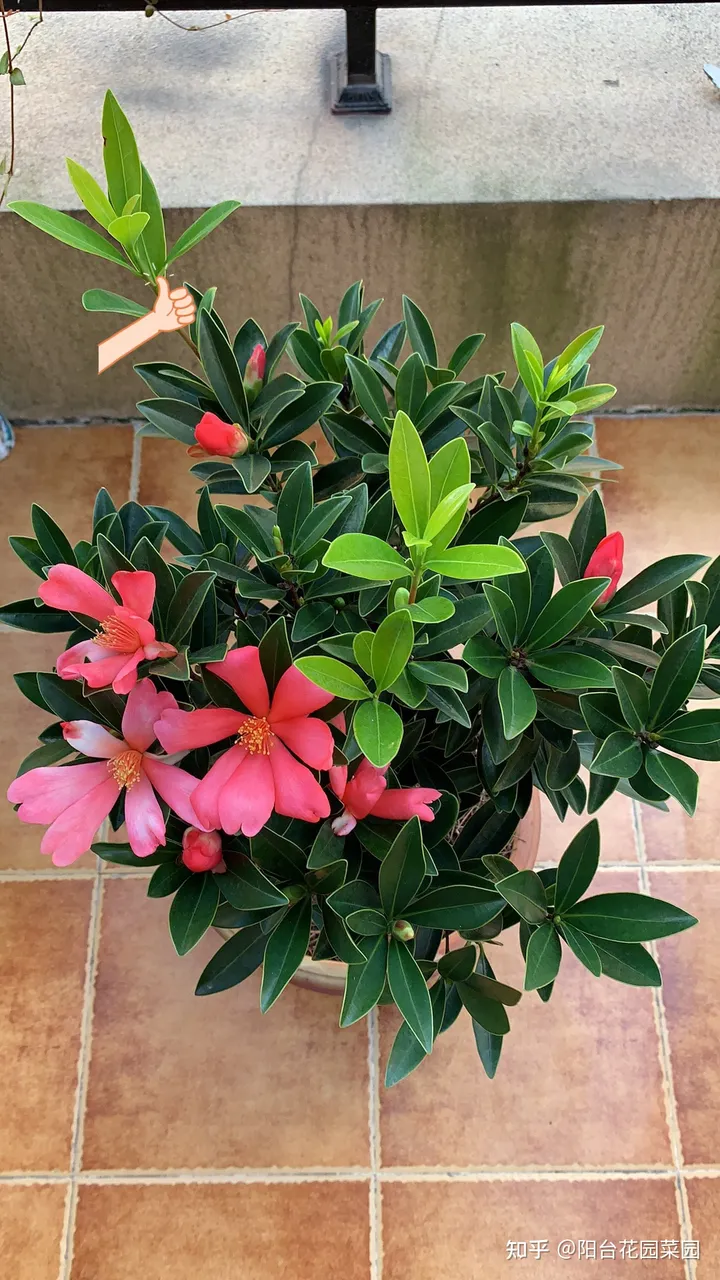 5种长寿花，天生“富贵命”，养它几十年，就是“传世宝”（名贵长寿花）