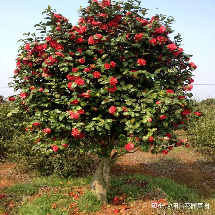 5种长寿花，天生“富贵命”，养它几十年，就是“传世宝”（名贵长寿花）