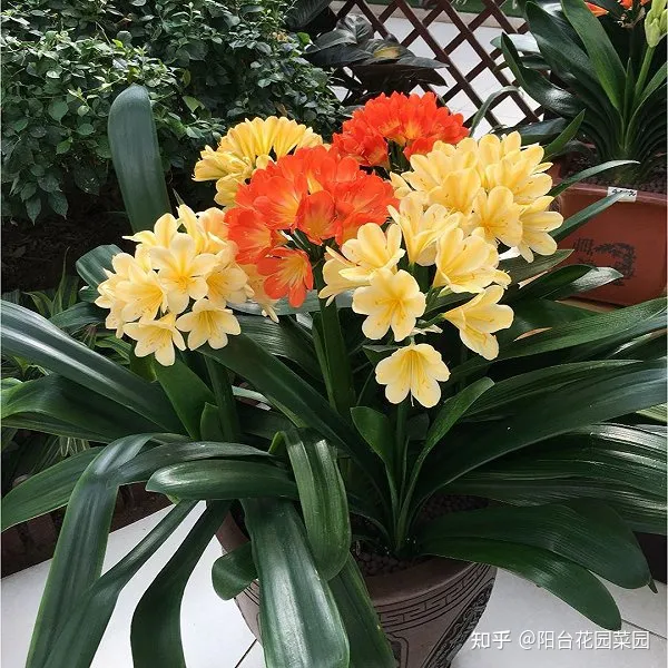 5种长寿花，天生“富贵命”，养它几十年，就是“传世宝”（名贵长寿花）