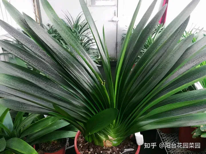 5种长寿花，天生“富贵命”，养它几十年，就是“传世宝”（名贵长寿花）