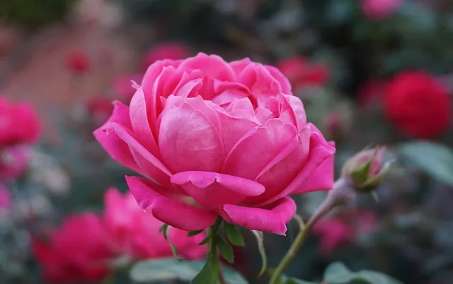 十种“富贵”花，庭院栽一棵，好养又吉祥！（富贵养花人断更）