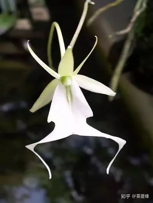 天价！天价！名贵植物排行，令人大开眼界（名贵的植物树）