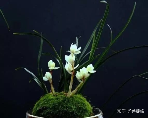 天价！天价！名贵植物排行，令人大开眼界（名贵的植物树）