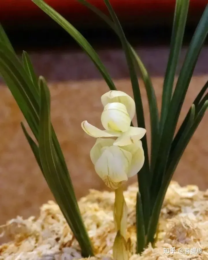 天价！天价！名贵植物排行，令人大开眼界（名贵的植物树）