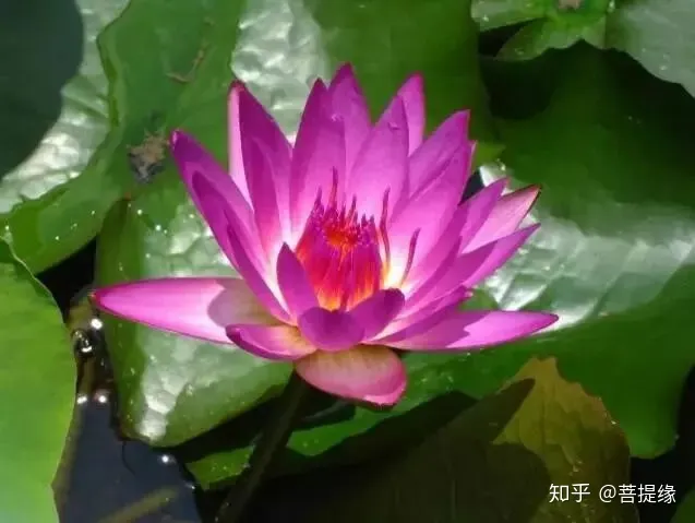 天价！天价！名贵植物排行，令人大开眼界（名贵的植物树）