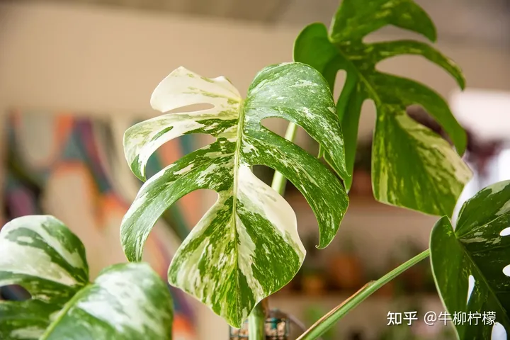 高端大气上档次：6款高端室内绿植（高档室内植物排名）