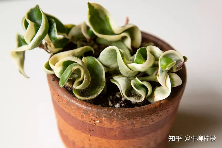 高端大气上档次：6款高端室内绿植（高档室内植物排名）