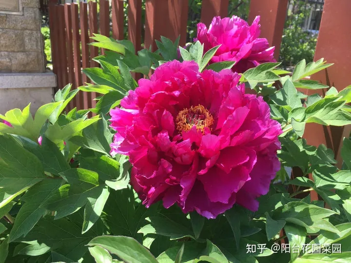 8种“富贵花”自带好运，花大优美，能养几十年，能值很多钱（富贵花都有哪些）