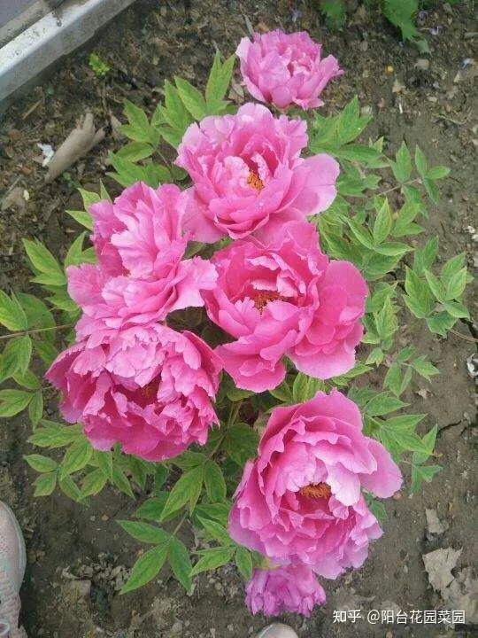 8种“富贵花”自带好运，花大优美，能养几十年，能值很多钱（富贵花都有哪些）