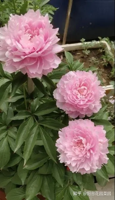 8种“富贵花”自带好运，花大优美，能养几十年，能值很多钱（富贵花都有哪些）