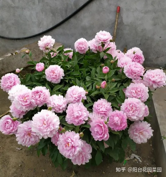 8种“富贵花”自带好运，花大优美，能养几十年，能值很多钱（富贵花都有哪些）