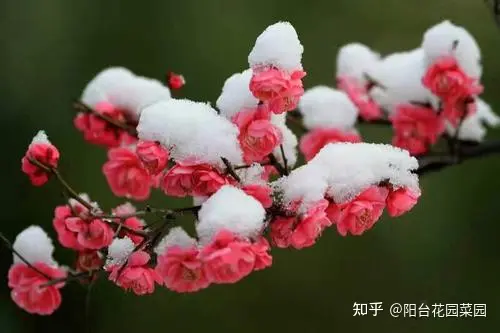 8种“富贵花”自带好运，花大优美，能养几十年，能值很多钱（富贵花都有哪些）