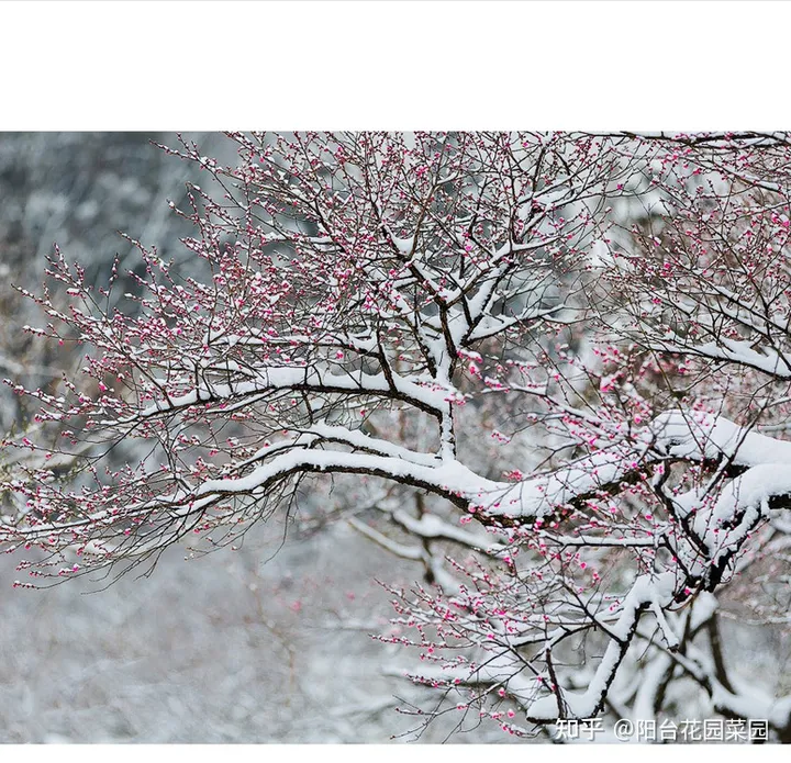 8种“富贵花”自带好运，花大优美，能养几十年，能值很多钱（富贵花都有哪些）