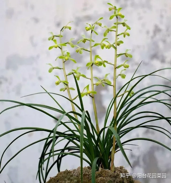 8种“富贵花”自带好运，花大优美，能养几十年，能值很多钱（富贵花都有哪些）