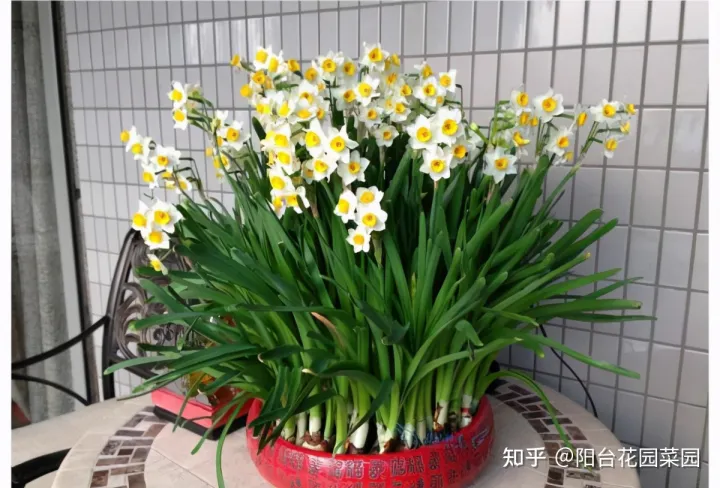 8种“富贵花”自带好运，花大优美，能养几十年，能值很多钱（富贵花都有哪些）