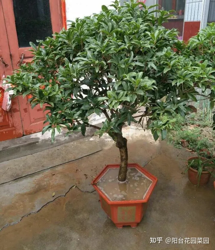 8种“富贵花”自带好运，花大优美，能养几十年，能值很多钱（富贵花都有哪些）