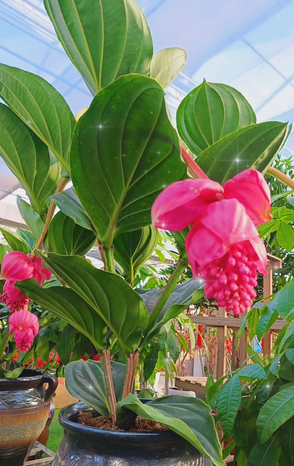 推荐四种适合家里养的名贵盆栽花卉，一盆花开，凝聚焦点的那种（适合家庭种植的花树）