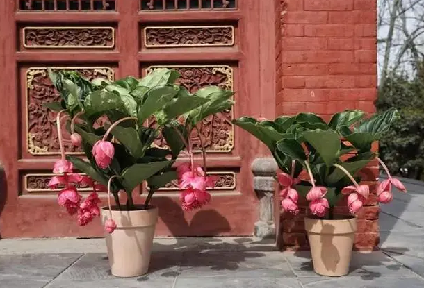 推荐四种适合家里养的名贵盆栽花卉，一盆花开，凝聚焦点的那种（适合家庭种植的花树）