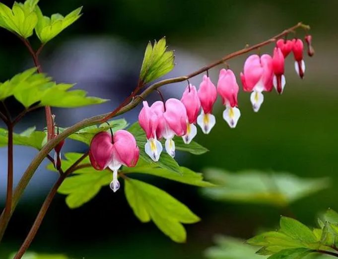 推荐四种适合家里养的名贵盆栽花卉，一盆花开，凝聚焦点的那种（适合家庭种植的花树）