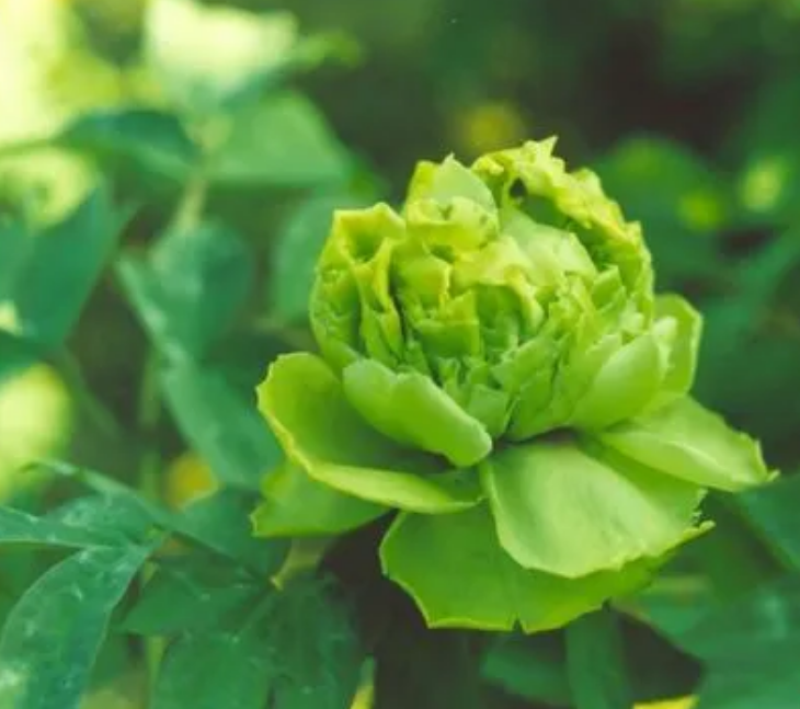 推荐四种适合家里养的名贵盆栽花卉，一盆花开，凝聚焦点的那种（适合家庭种植的花树）